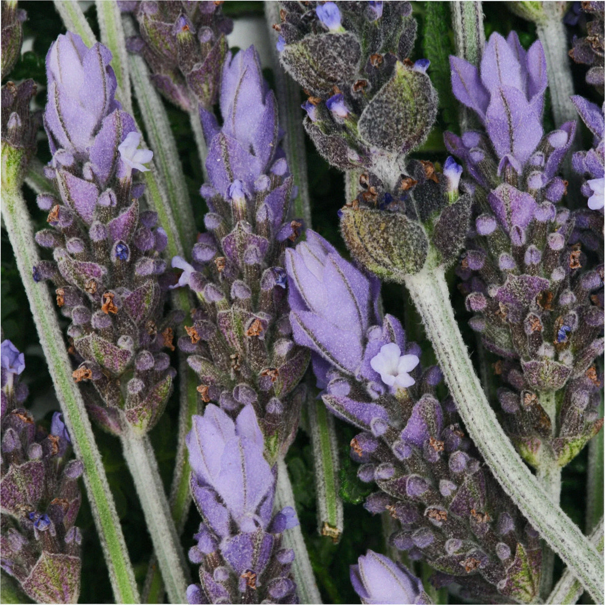 Lavender Pure-Castile Bar Soap Natural Hand Cleanser